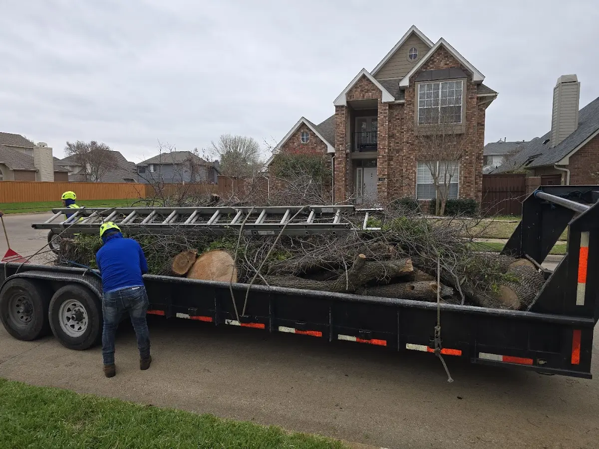 Expert Tree Removal with proper safety equipment in Taft
